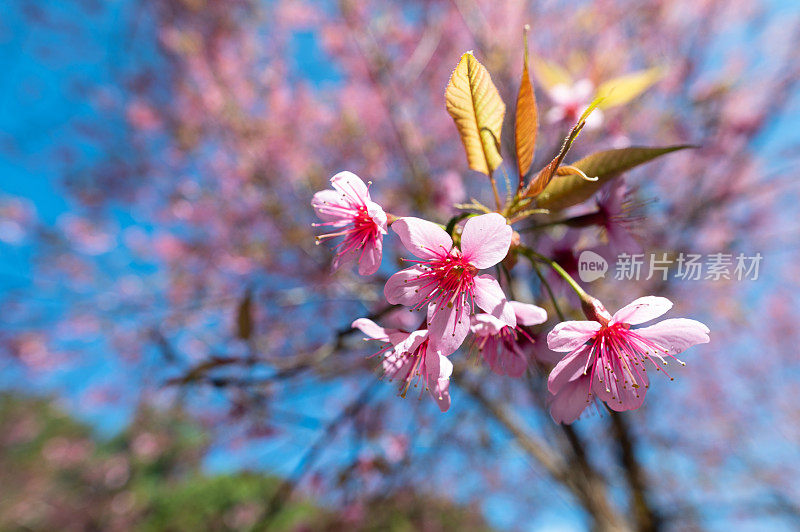 樱花(Sakura Flower)、樱花(Cherry Blossom)、泰国清迈(Chiang Mai)，或当地语言中的Nang Phaya Sua Krong Flower